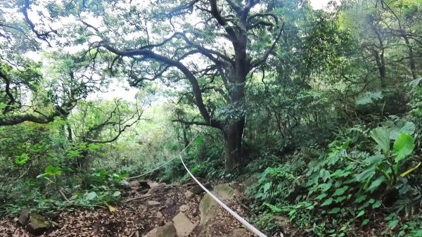 20250501_陽明山東西大縱走-round#32784149