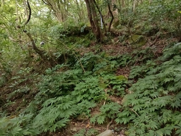 雙溪區盤山坑古道+過火坪古道O型2882389