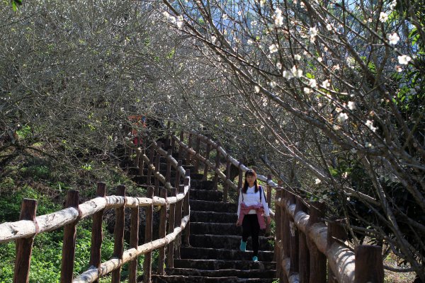 【臺南~楠西】梅嶺賞梅一~觀音步道1246929