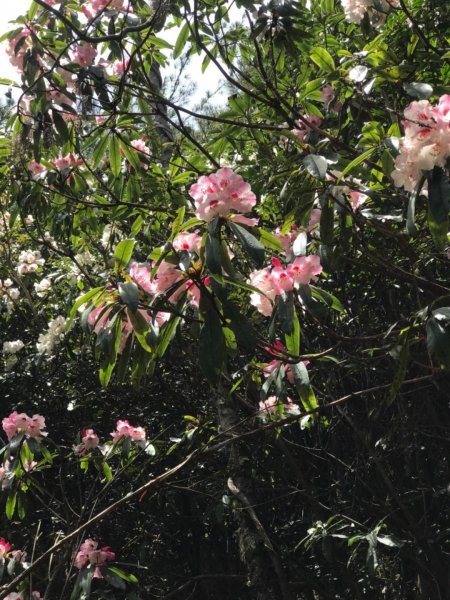 石山 草原上的高山杜鵑花紛紛爆發560470