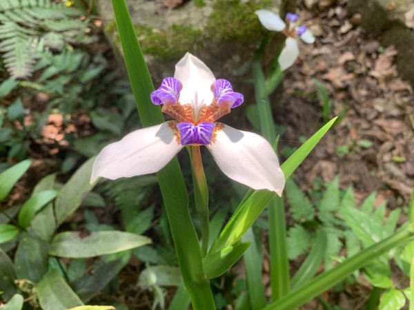 大崙頭尾山親山步道2767187