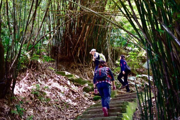 狗殷勤古道上平菁街賞櫻518037