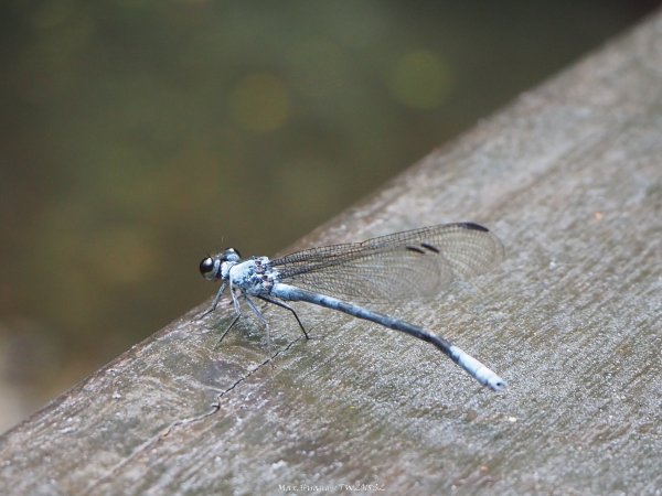 《宜蘭》小太魯閣｜礁溪林美石磐步道201805172889150