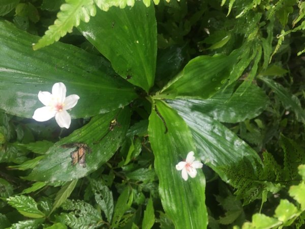 桐花片片、青青草原、石牛山2482773