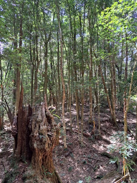 小出山(惠蓀林場上)202304162118334