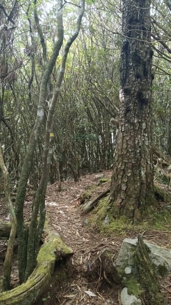 20251010 大雪山國家森林遊樂區 - 船型山林道 登 烏石坑山2911179