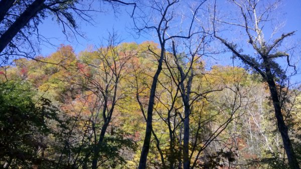 奧入瀨溪健行444353