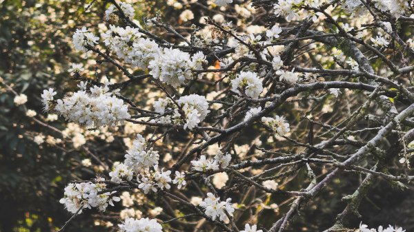 【蛇年走春】高雄桃源 • 世外桃源2700221