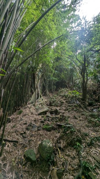 113.06.16白沙丘山-舊草嶺隧道-隆嶺古道之旅2530546