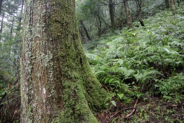 東眼山雨中尋幽2975346