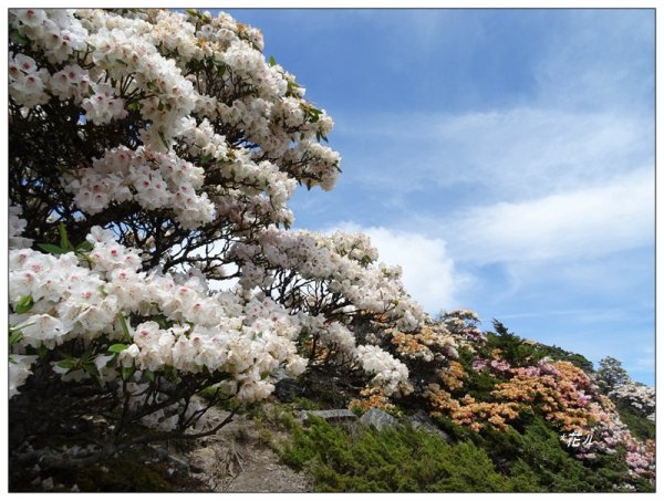 哈哈山~石門北峰/杜鵑花開1372540