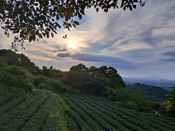 2026微笑山線樟樹步道3103335