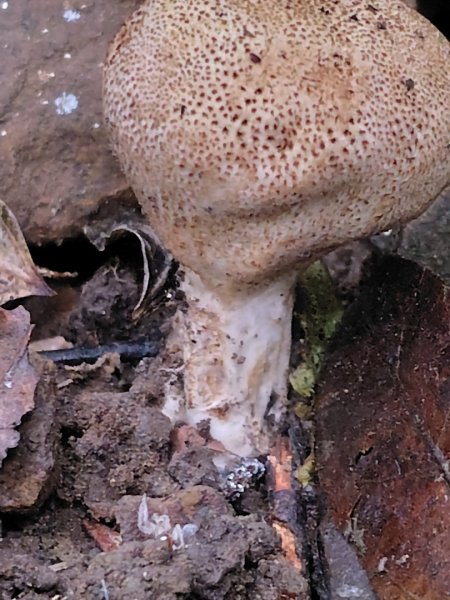 鳳鳴古道 鳳鳴山 南隘勇（南長城）古道 三湖山 八達嶺（龍骨）古道 綠色古道 延平古道2975122