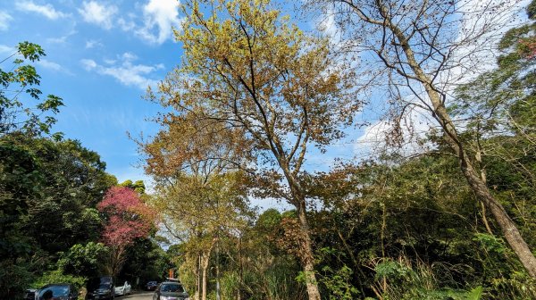 天元宮,楓樹湖,北新庄,淡水老街2430311
