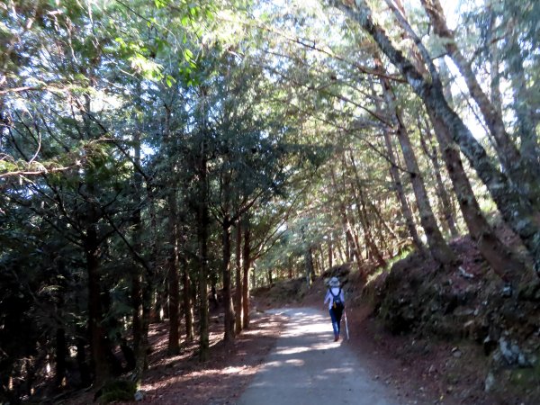 如童話般的森林步道-武陵桃山瀑布步道1190786