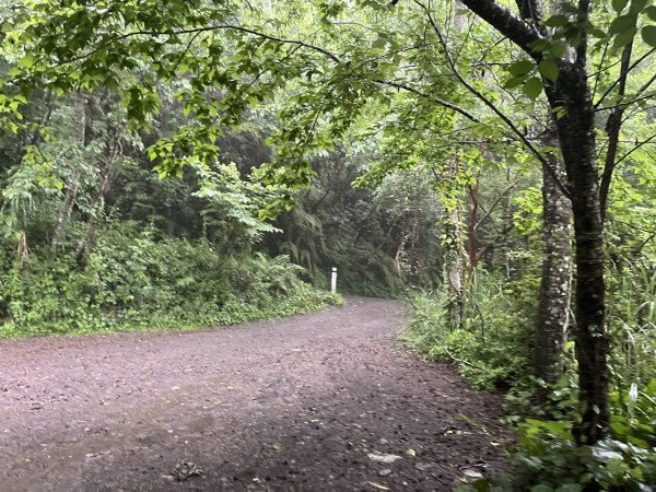 2025_0525 鎮西堡巨木群步道（B區）2797688