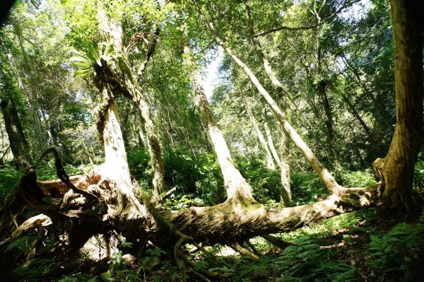 新竹 五峰 鵝公髻山2916852