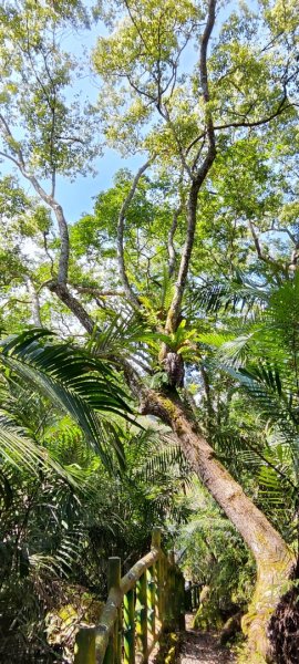 花蓮瑞穗．富源國家森林遊樂區景觀步道202602203013157