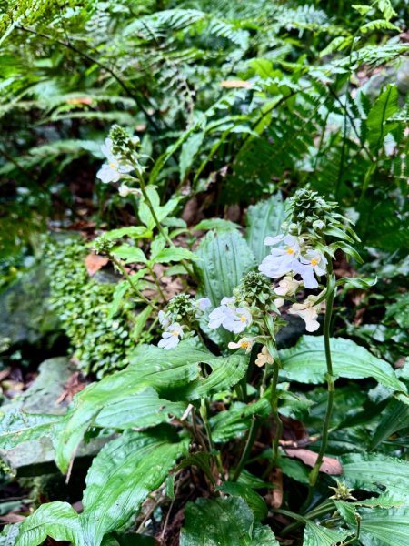 八五山古道賞九穹奇樹 尋鳥嘴下山（煤源山）2803336