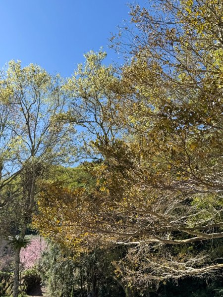 20250216瑞峰瑞里健行2730533