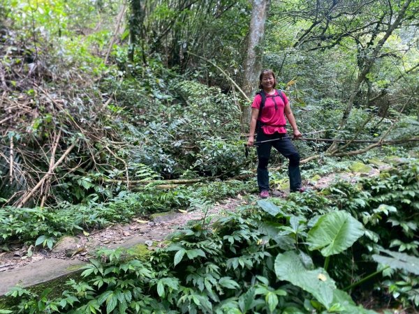 苗栗縣獅潭鄉鳴凰古道O型縱走2803662