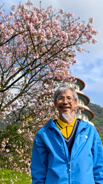 #綠繡眼 訪花 #吉野櫻 #天元宮 #楓樹湖 03162736741