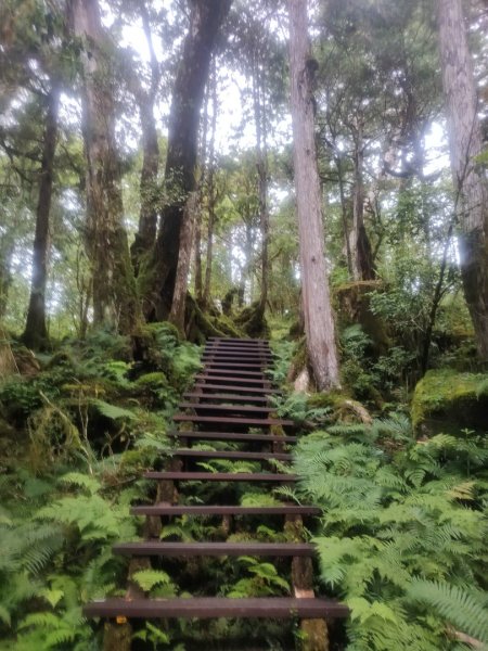 1150728太平山鐵杉林步道3096841