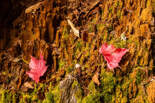 稍來山楓葉林2960897