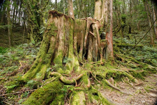 台中 和平 南松鶴山、八仙山、東松鶴山2877986
