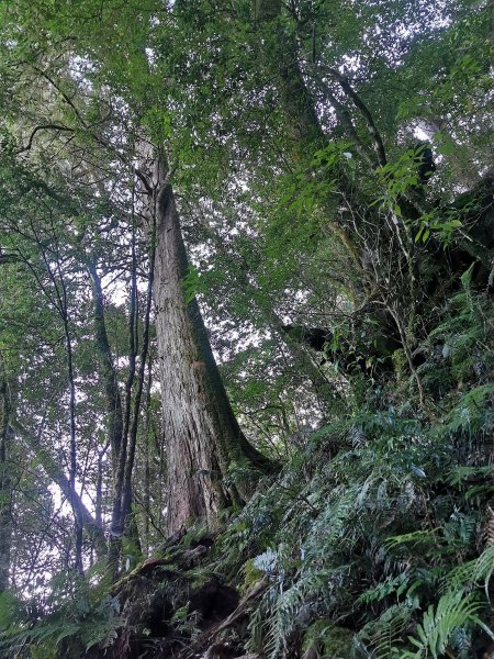 近臨雲海滿佈的干卓萬群峰-10/9~111139042