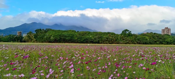 關渡花田，花好月圓2359226