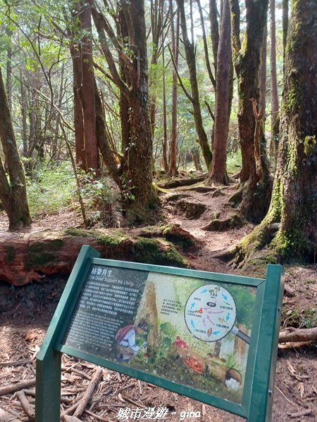 【高雄桃源】朝聖壯闊山景之南橫三星。 編號72百岳~塔關山登山步道2096660