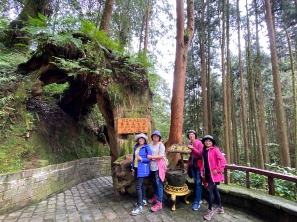 阿里山神木園區1497370