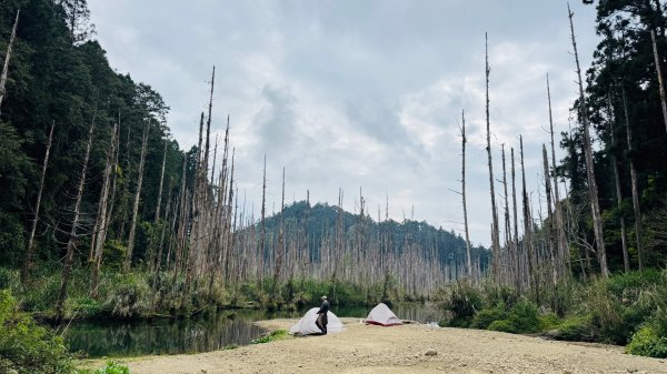 水漾森林+瞑月神木2768782