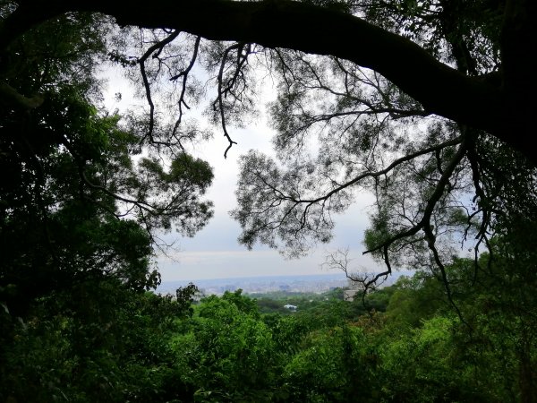 彰化~郊山步道有如迷宮~彰師大寶山校區984777