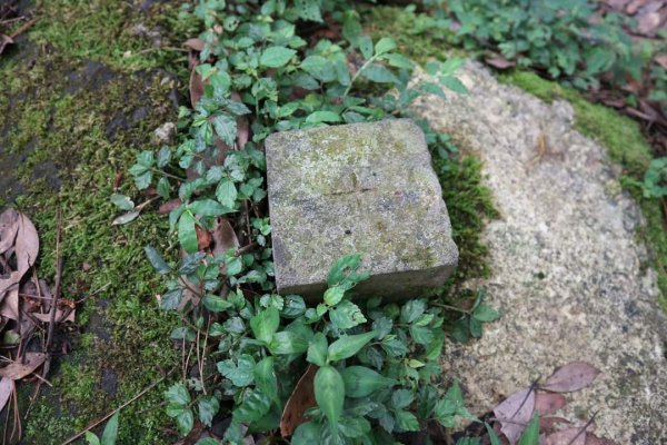 陽明山  菜公坑山 反經石   水車寮步道。林木蓊鬱  豐富的蕨類植披，絕佳避暑古道2174022