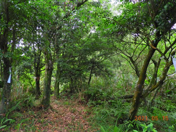 新北 坪林 倒吊蓮山、倒吊嶺山1388266