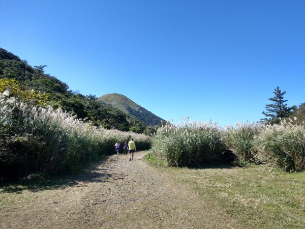面天山、向天山賞芒行736963