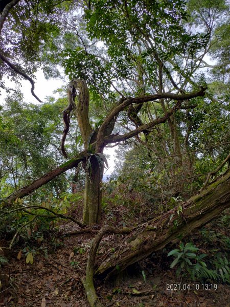 溪洲山(溪洲公園上福山巖下)1344278