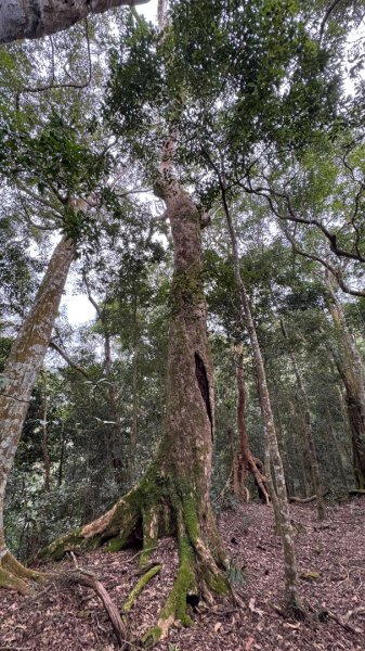 六龜警備道/茂林段/網子山～鳴海山2708201