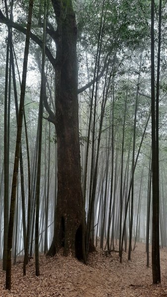 《南投》忘憂森林｜嶺頭山及金柑樹山O繞(留龍頭起登)202303182076915