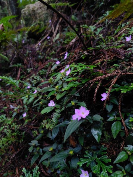 橫沙笛/橫嶺山、沙蓮山、笛吹山2799351