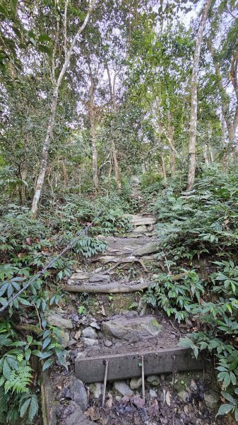 250210-九探魔王小百岳#073尾寮山。美美兔開學前收心操。2711449