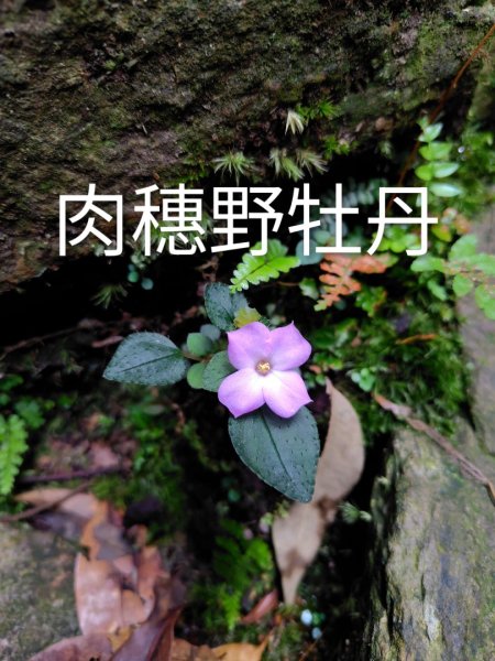 關刀山西峰 關刀山 關刀山東峰 西關刀山北峰 西關刀山北北峰2891026