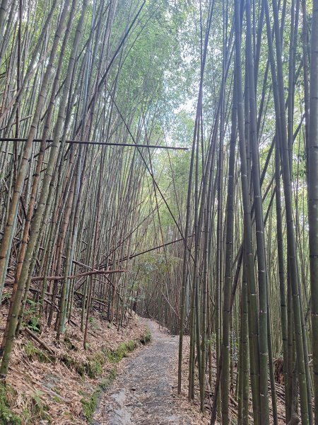 司馬庫斯神木步道順遊司立富瀑布11508023116736