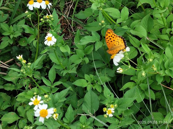 【臺北大縱走 2、3、4】冷水坑→七星山主東峰步道→冷擎步道→小油坑→鵝尾山→內湖許願步道2878891
