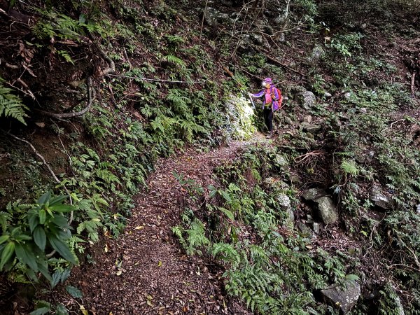 山毛櫸掉光光的 卡保逐鹿O繞 202511152937481