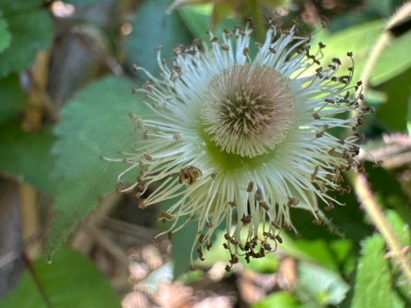 嘉雲二尖山、大尖山2734901