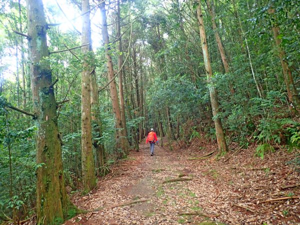 雪見、北坑、大板根悠遊 20190629620759