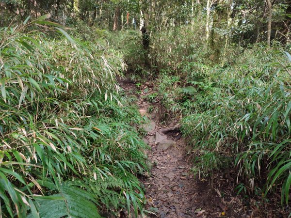 鵝公髻主、東北峰1649394